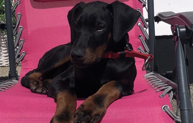 Doberman puppy for sale County Clare - Dogs For Sale Ireland