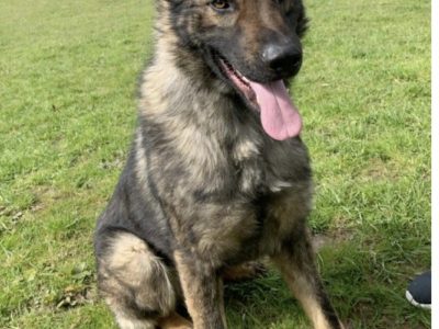 Sable German Shepherd Pup in Dundalk