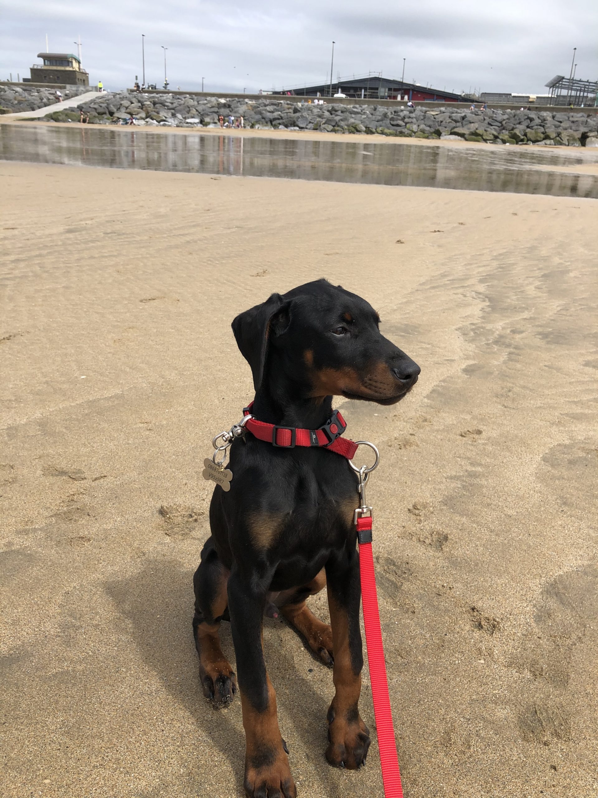 Doberman puppy for sale County Clare Dogs For Sale Ireland