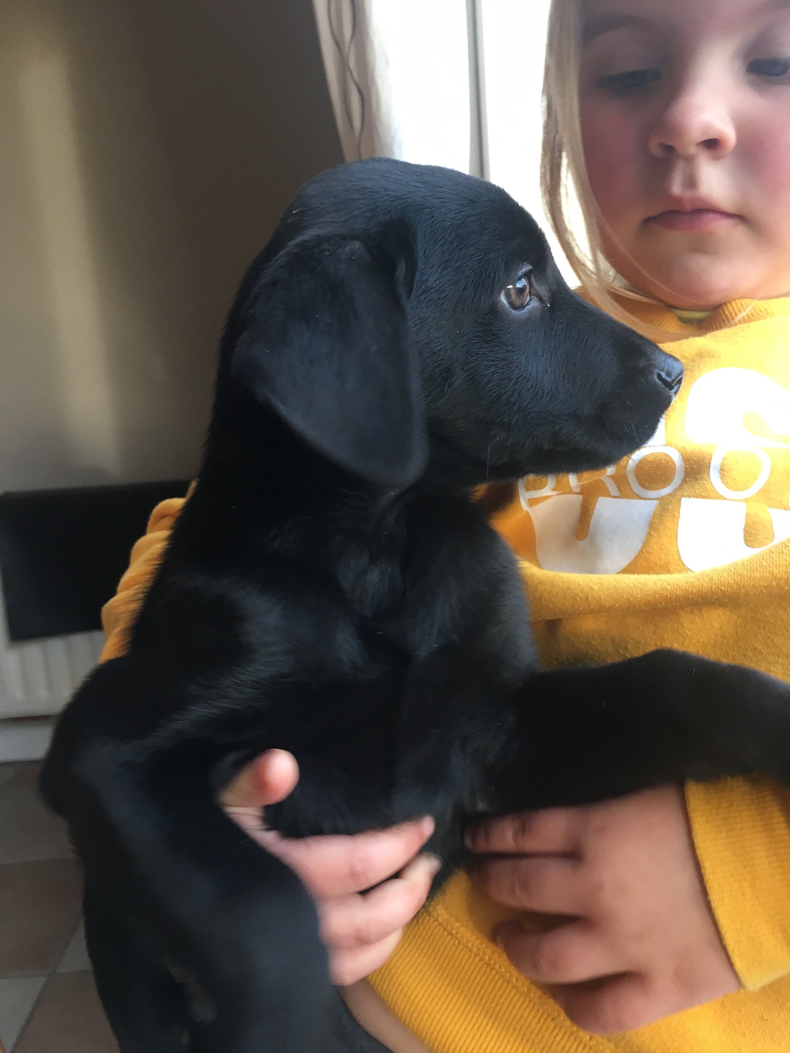 Labrador x Doberman cross puppies Dogs For Sale Ireland