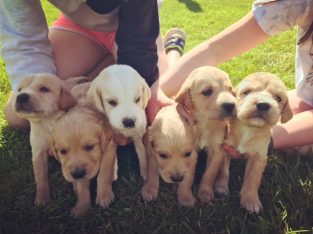 Golden Retriever puppies for sale limerick