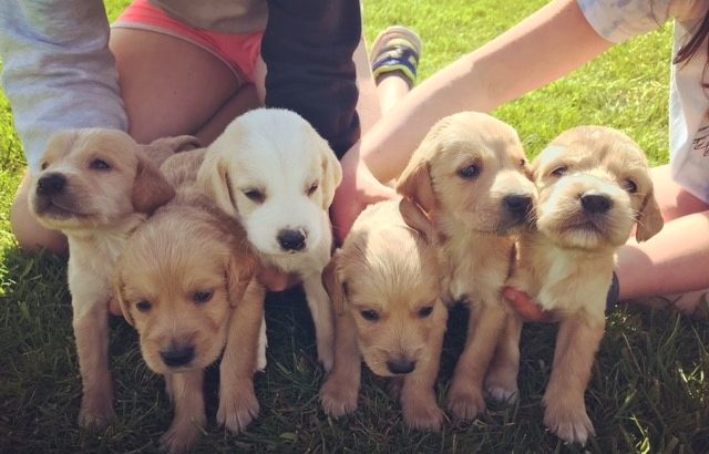 Golden Retriever Puppies For Sale Limerick Dogs For Sale Ireland