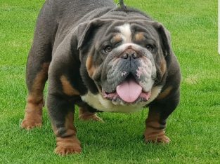 British bulldog for sale Tipperary