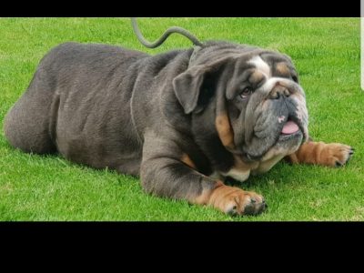 British Bulldog for Sale in Tipperary – KC Registered