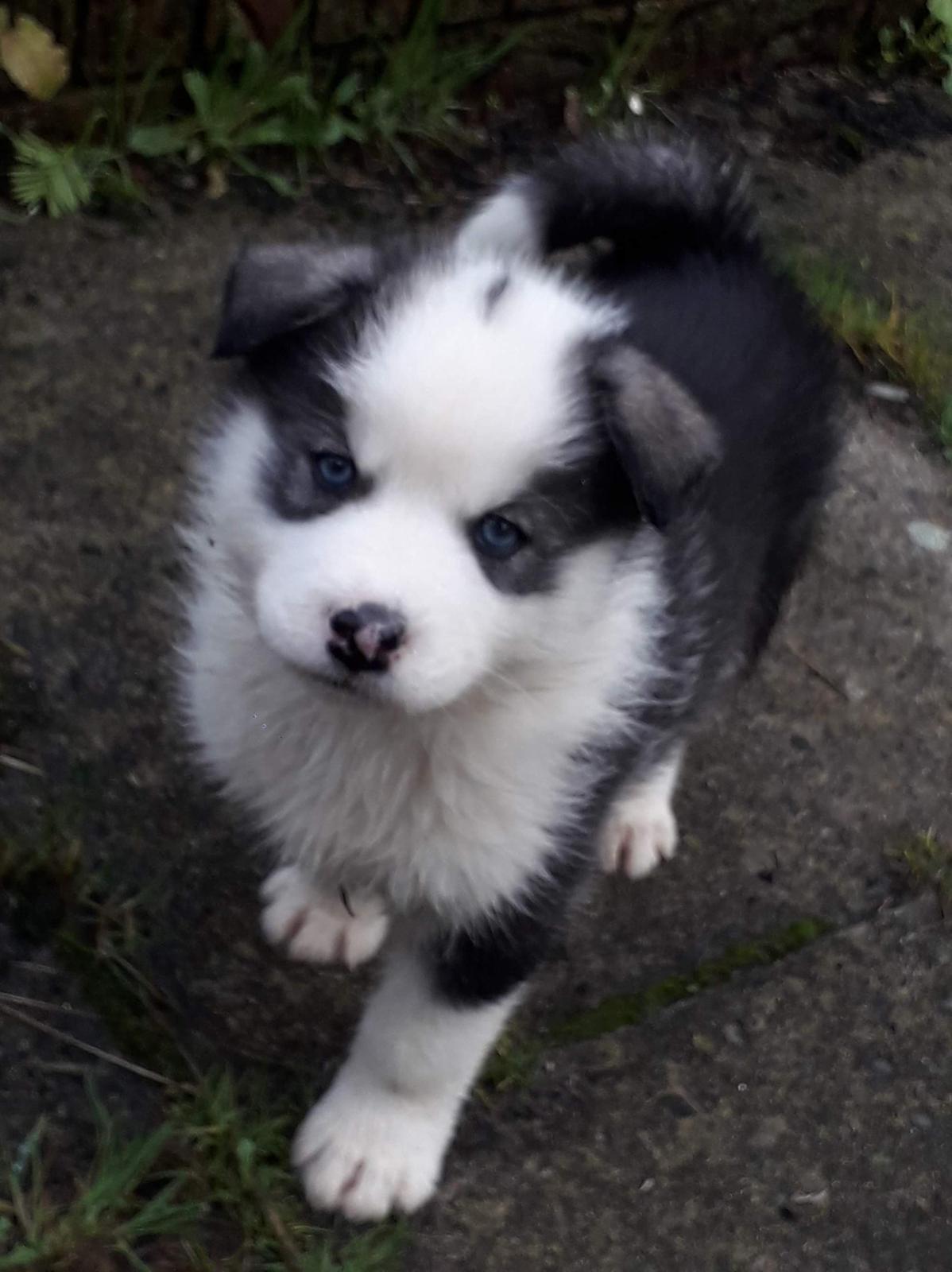 Siberian Husky x Samoyed for sale - Dogs For Sale Ireland