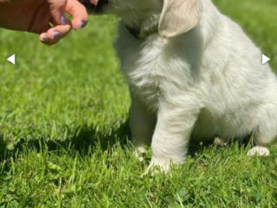 Golden Retriever Puppies for Sale in Wexford