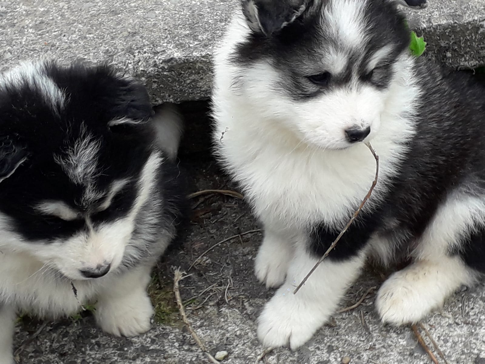 Siberian Husky x Samoyed for sale Dogs For Sale Ireland
