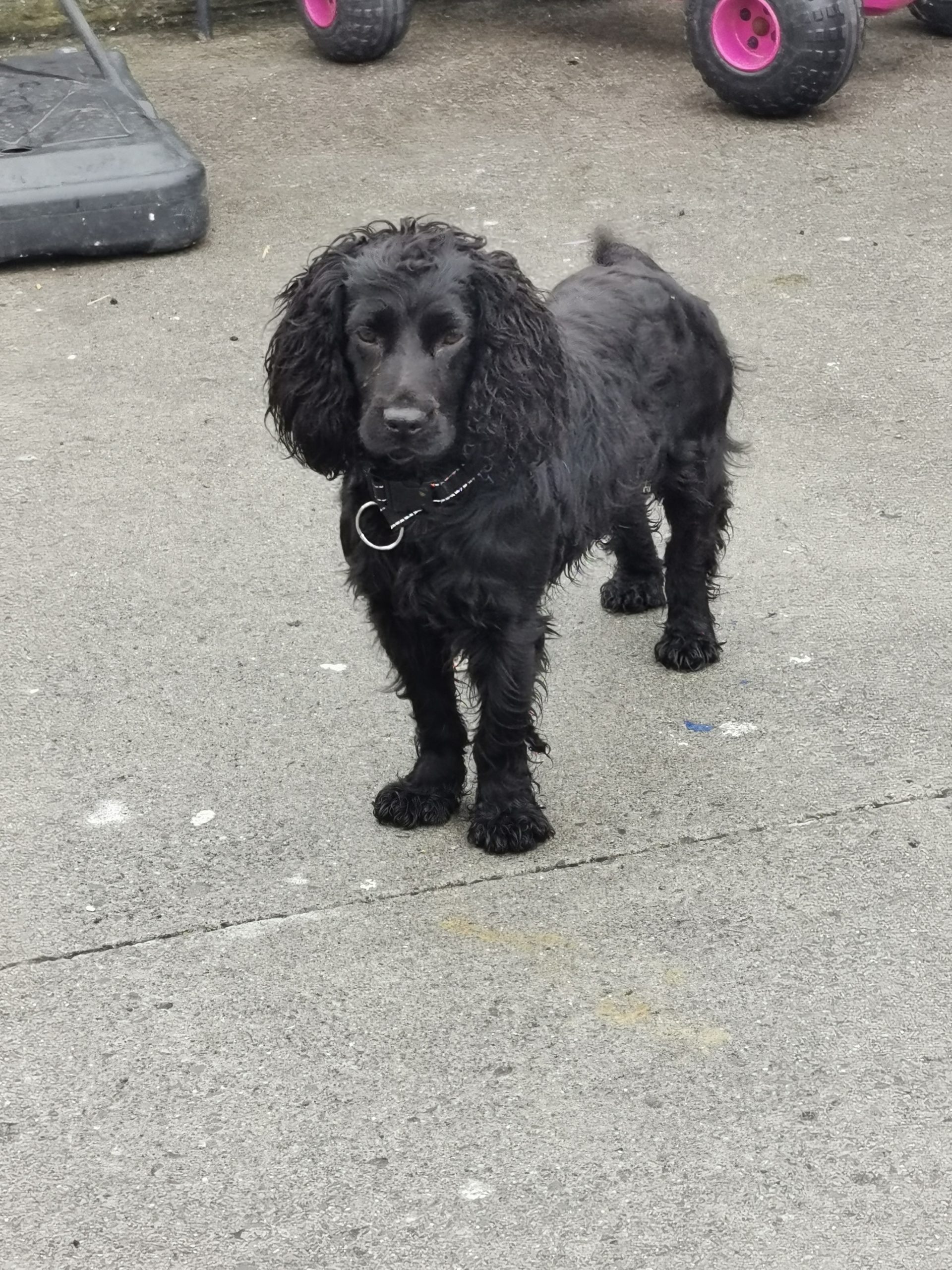 COCKER SPANIEL FOR STUD SHOW TYPE Dogs For Sale Ireland