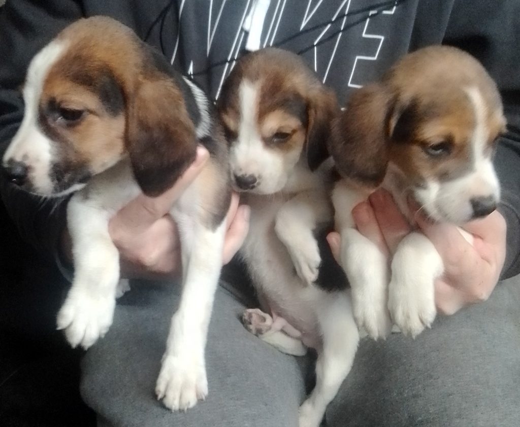 Foot beagle puppy for sale cork - Dogs For Sale Ireland