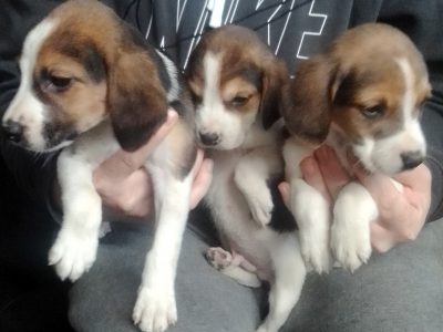 Tri-Colored Beagle Puppy for Sale in Cork