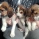 Foot beagle puppy for sale cork