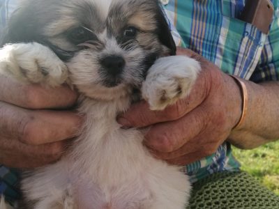 Shih Tzu Cross Papillon Puppies in Gorey