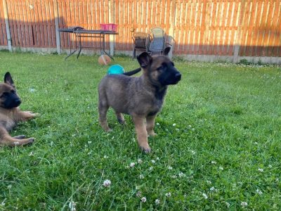 Belgian Shepherd Puppies for Sale in Dublin