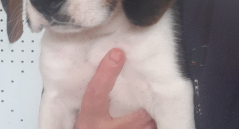 Foot Beagle Puppies for sale Cavan