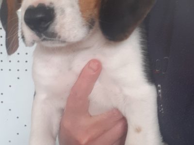 Foot Beagle Puppies for Sale in Cavan
