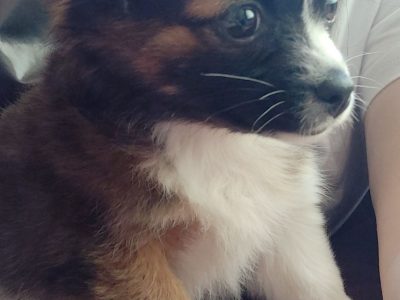 Jack Russell Papillon Pup in Donegal