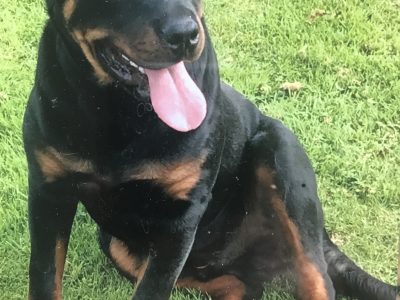 Rottweiler for Stud in Shannon – IKC Registered
