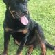 Rottweiler Male for Stud