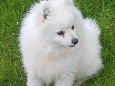 Pomeranian for Sale in Dublin – Friendly Pup