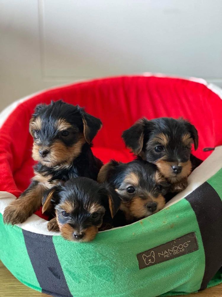 Yorkshire terrier Puppy dublin - Dogs For Sale Ireland