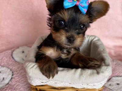 Yorkshire Terrier Puppy for Sale in Dublin