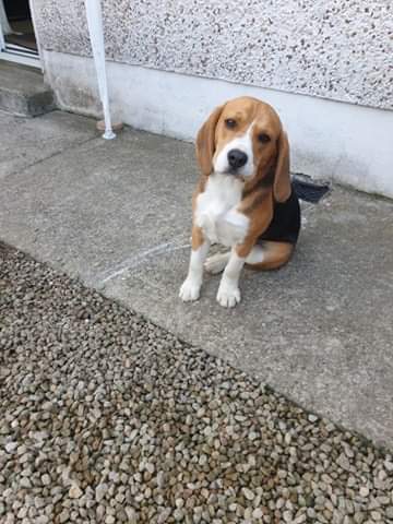 Beagle Dog for sale Meath - Dogs For Sale Ireland