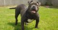 American pocket bully Tipperary Ireland