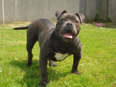 American Bully Puppy for Sale in Tipperary