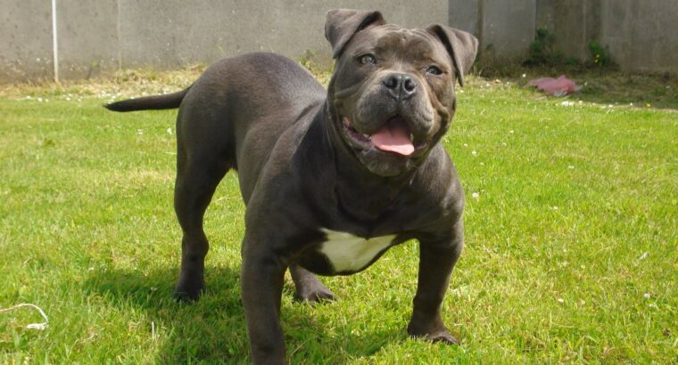 American pocket bully Tipperary Ireland