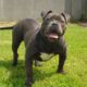 American pocket bully Tipperary Ireland