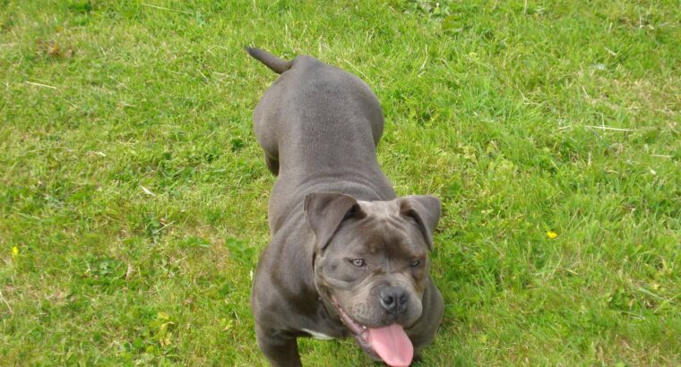 American pocket bully Tipperary Ireland