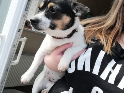 Playful Miniature Jack Russell in Dublin
