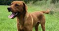Fox Red Labrador for Stud Galway