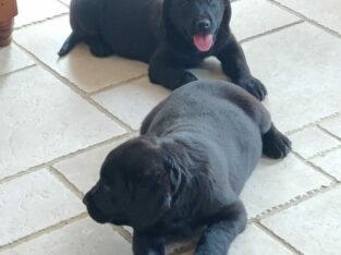 Cuddly Goldador Puppies for sale