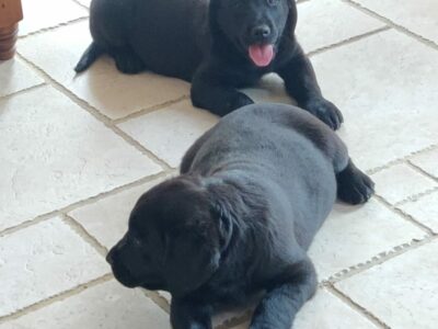 Playful Goldador Puppies for Sale in Monaghan