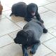 Cuddly Goldador Puppies for sale