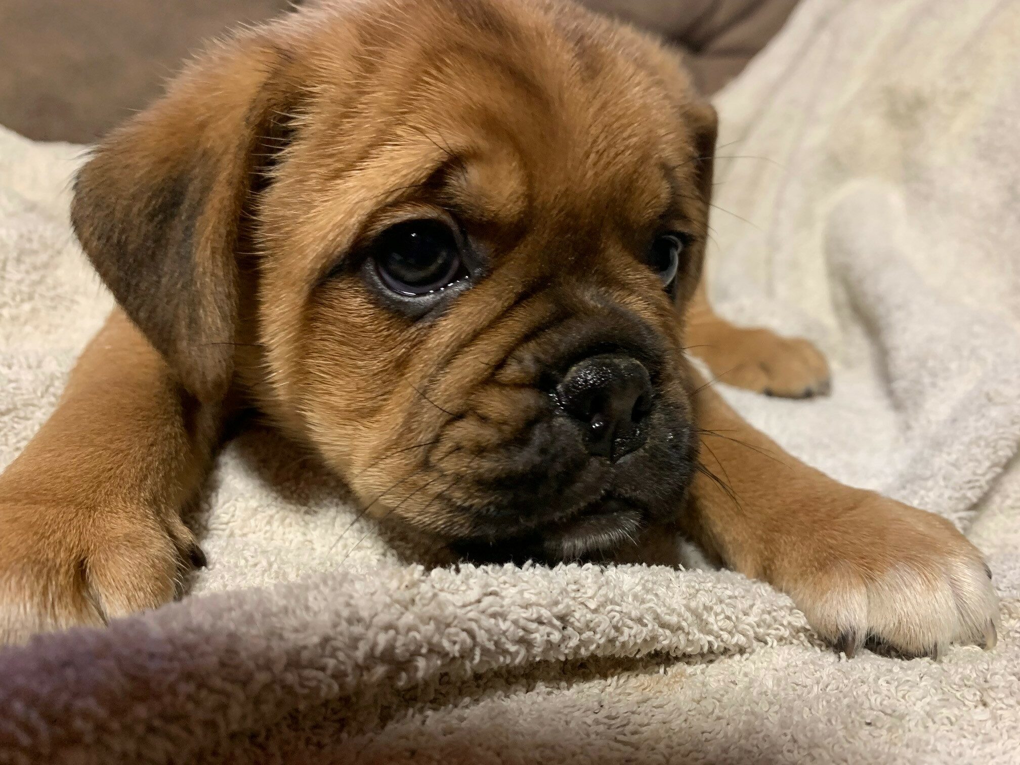 Puggle Pups for sale Carlow - Dogs For Sale Ireland