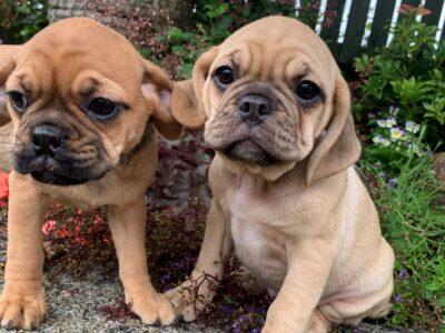 Puggle Puppies for Sale in Carlow – Friendly