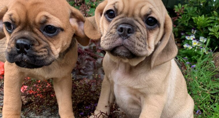 Puggle Pups for sale Carlow