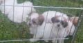 Bichon X Shitzu Puppies Kildare