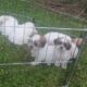 Bichon X Shitzu Puppies Kildare