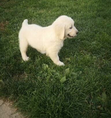 Ikc Reg Golden Retriever Wexford Dogs For Sale Ireland