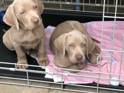 Weimaraner Puppies in Dublin – IKC Registered