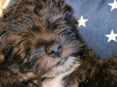 Playful Westiepoo Puppy for Sale in Dublin