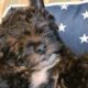 Westiepoo puppy for sale Dublin