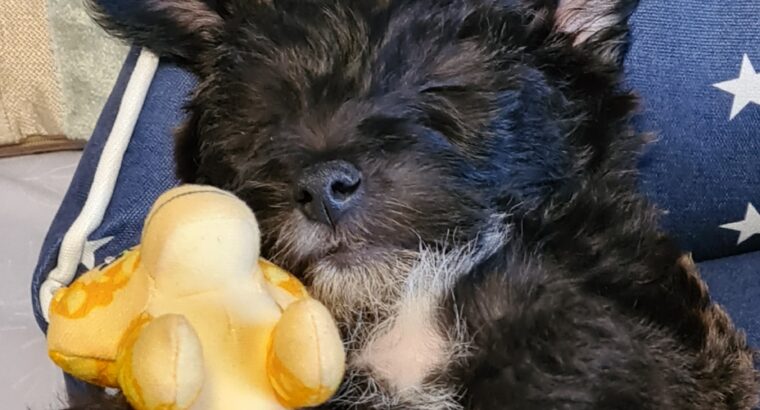 Westiepoo puppy for sale Dublin