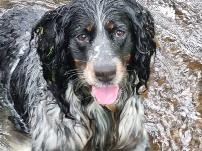 Springer Spaniel for Sale in Cork – Loyal Companion
