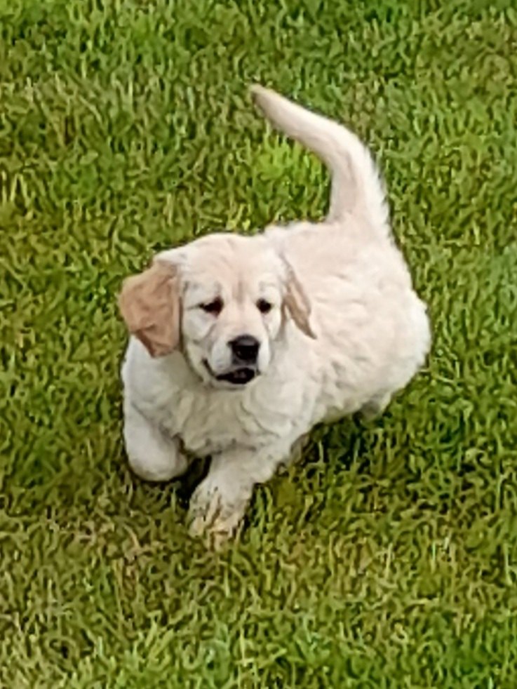 Golden Retriever puppies ireland - Dogs For Sale Ireland