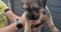 Wheaton terrier pup for sale Ireland