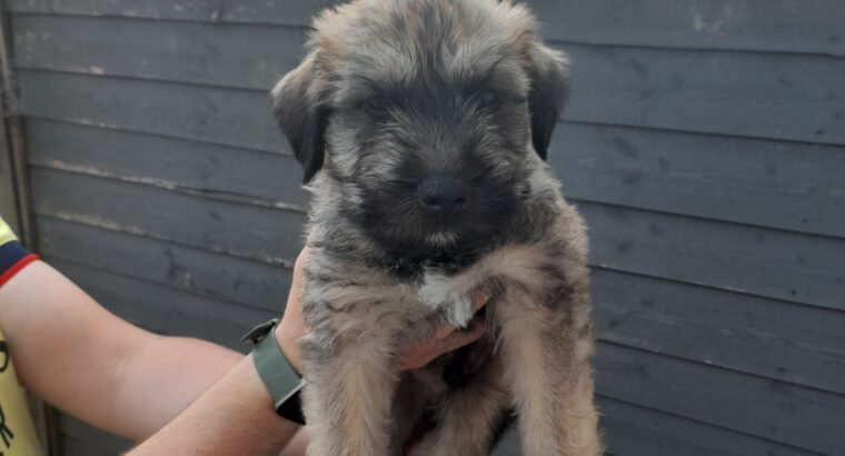 Wheaton terrier pup for sale Ireland